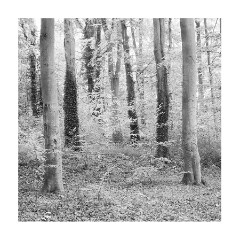 016 Beechwoods Nature Reserve