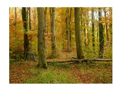 018 Beechwoods Nature Reserve