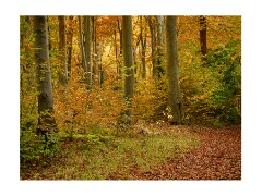 020 Beechwoods Nature Reserve