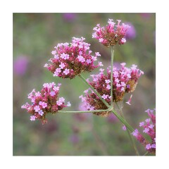 Wimpole Hall October
