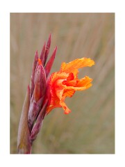 005 Wimpole Hall  Canna