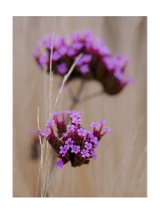 008 Wimpole Hall  Verbena
