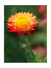 013 Wimpole Hall  Strawflower (Helichrysum bracteatum)