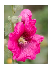014 Wimpole Hall  Hollyhock
