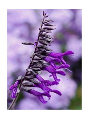 015 Wimpole Hall  Salvia