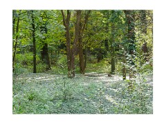 003 Brandon Country Park