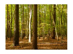 007 Brandon Country Park