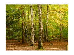 008 Brandon Country Park