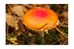 012 Brandon Country Park