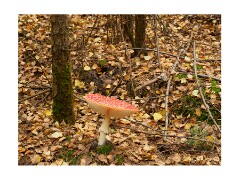 013 Brandon Country Park