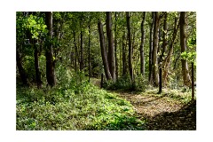 009 Woodbridge Area  Levington