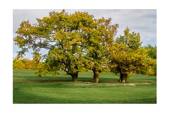 026 Woodbridge Area  Ufford Park Resort