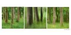 012 Yorkshire  ICM Woodland