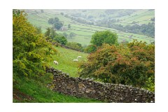 017 Yorkshire  Swaledale