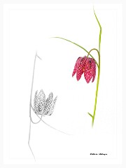 002 Artistic Flower Impressions  Fritillary
