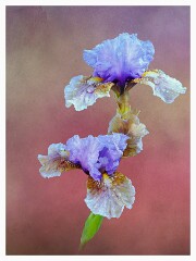 005 Artistic Flower Impressions  Blue Iris