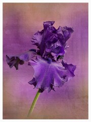 006 Artistic Flower Impressions  Purple Iris