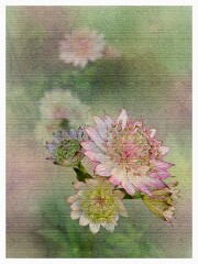 Artistic Flower Impressions