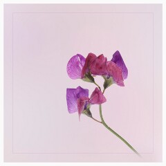 012 Artistic Flower Impressions  Sweetpea