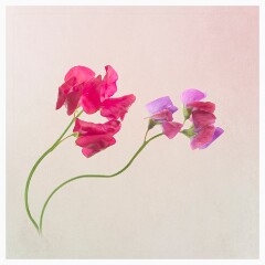 013 Artistic Flower Impressions  Sweetpea