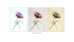 017 Artistic Flower Impressions  Cosmos Blending Modes