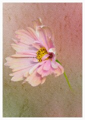 019 Artistic Flower Impressions  Cosmos