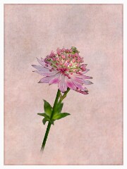 020 Artistic Flower Impressions  Astrantia