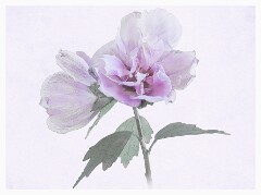 021 Artistic Flower Impressions  Hibiscus