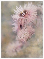 022 Artistic Flower Impressions  Daisy