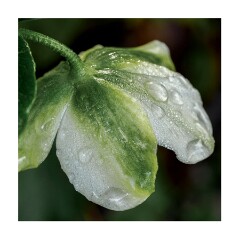 001 Cambridge Botanical Gardens  Hellebore