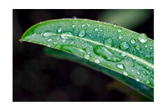 003 Cambridge Botanical Gardens  Raindrops on a Leaf