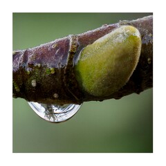 005 Cambridge Botanical Gardens  Raindrop and Bud