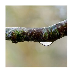 006 Cambridge Botanical Gardens  Raindrop on Branch