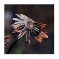 010 Cambridge Botanical Gardens  Seedhead
