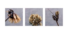 011 Cambridge Botanical Gardens  seedheads