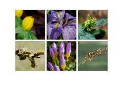 012 Cambridge Botanical Gardens  Spring Arriving