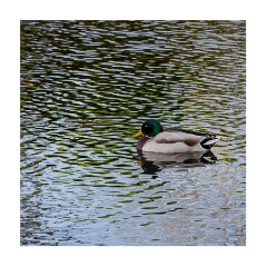 013 Cambridge Botanical Gardens  Mallard