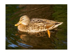 015 Cambridge Botanical Gardens  Mallard