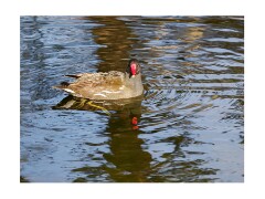 016 Cambridge Botanical Gardens  Moorhen