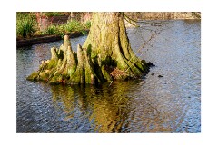 017 Cambridge Botanical Gardens  Pond