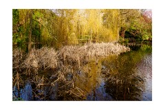 018 Cambridge Botanical Gardens  Pond