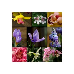 019 Cambridge Botanical Gardens  Flowers in the Greenhouses