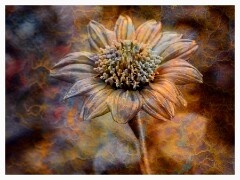001 Flowers Impressions  Flower with Rust