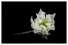 002 Flower Impressions  Hellebore