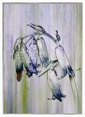 005 Flower Impressions  Bluebell