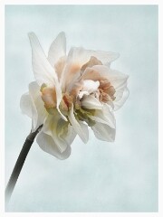 005 Flowers Impressions  Daffodil