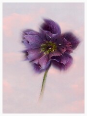 007 Flower Impressions  Hellebore