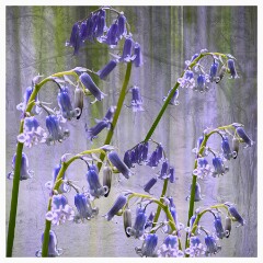 007 Flowers Impressions  Bluebells