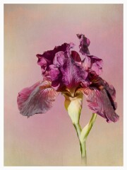 008 Flower Impressions  Iris