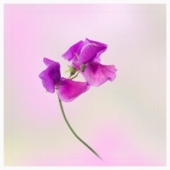 009 Flower Impressions  Sweetpea
